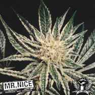 Mr Nice Seeds Black Widow