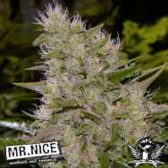 Mr Nice Seeds Critical Mass