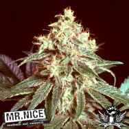 Mr Nice Seeds Devil