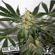 Mr Nice Seeds Early Haze (Early Queen x Afghan Haze)