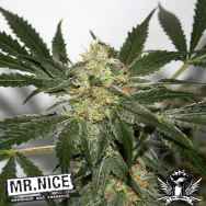 Mr Nice Seeds Early Skunk Haze (Early Pearl Skunk x Haze)