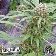 Mr Nice Seeds Early Skunk (Early Pearl x Skunk)