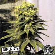 Mr Nice Seeds Early Queen