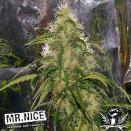 Mr Nice Seeds Shit