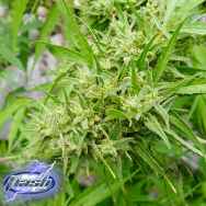 Flash Autoflowering Seeds Muay Thai SuperAuto