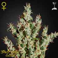 Green House Seeds NL5 Haze Mist