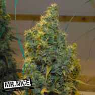 Mr Nice Seeds NL5 x Haze