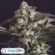 SuperCBDx Seeds New York City Diesel x SCBDX