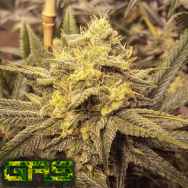 Garden Ablaze Seeds (GAS) NaNa Pie