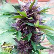 Cream of the Crop Seeds Narco Purps AUTO