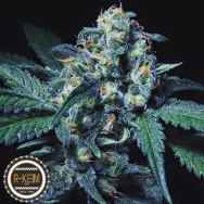 R-Kiem Seeds Negra 44