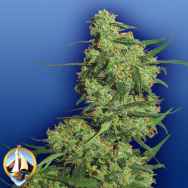 Flying Dutchmen Seeds Nepal Kush