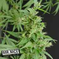 Mr Nice Seeds Nevilles Haze