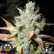 Next Generation Seeds Romulan Diesel