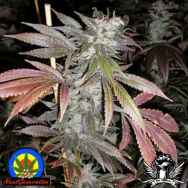 Next Generation Seeds Romulan Max