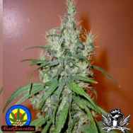 Next Generation Seeds Romulan Haze