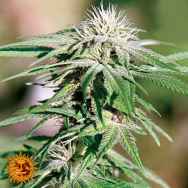 Barneys Farm Seeds Night Shade