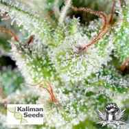 Kaliman Seeds Nitrocide