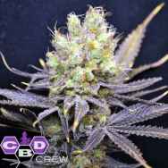 CBD Crew Seeds Nordle