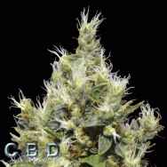 CBD Seeds Northern