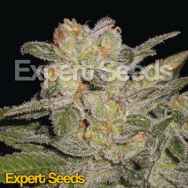 Expert Seeds Northern Light AUTO