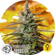 The Bulldog Seeds Northern Light Auto