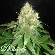 Delicious Seeds Northern Light Blue