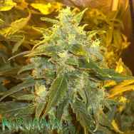 Nirvana Seeds Northern Light