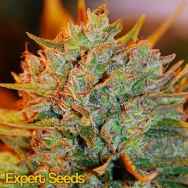 Expert Seeds Northern Light x Big Bud AUTO