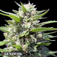 Genehtik Seeds Northern Lights AUTO