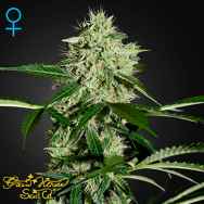 Green House Seeds Northern Lights AUTO