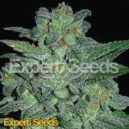 Expert Seeds Northern Lights