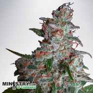 Ministry of Cannabis Northern Lights