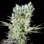 Genehtik Seeds Northern Lights X