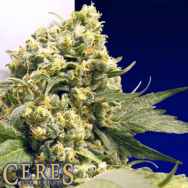 Ceres Seeds Northern Lights x Skunk #1