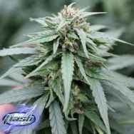 Flash Autoflowering Seeds Number 1