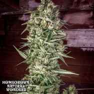 Homegrown Natural Wonders Nurse Jackie
