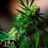 TGA Subcool Seeds Nurse Jackie