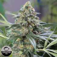 Dinafem Seeds OG Kush CBD