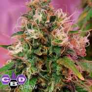 CBD Crew Seeds OG Kush