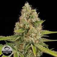 Dinafem Seeds OG Kush