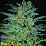 Expert Seeds OG Kush