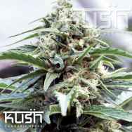 Kush Cannabis Seeds OG Kush