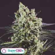 SuperCBDx Seeds OG Kush x SCBDX