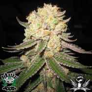 OG Raskal Seeds Fire Alien Master