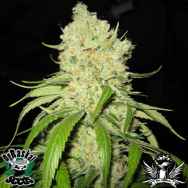 OG Raskal Seeds Fire Alien Strawberry