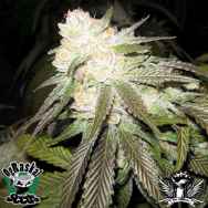 OG Raskal Seeds White Romulan