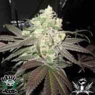 OG Raskal Seeds White Super Skunk