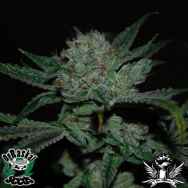 OG Raskal Seeds White Fire Alien