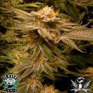 OG Raskal Seeds White Master Kush